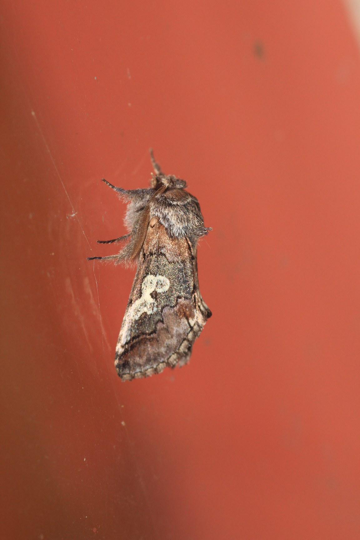 CC-BY-4 Gerrit Hendriksen